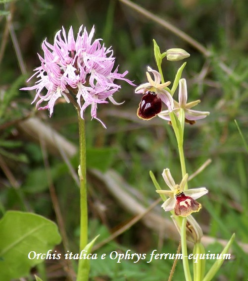 Orchidee dell''Epiro e del Peloponneso